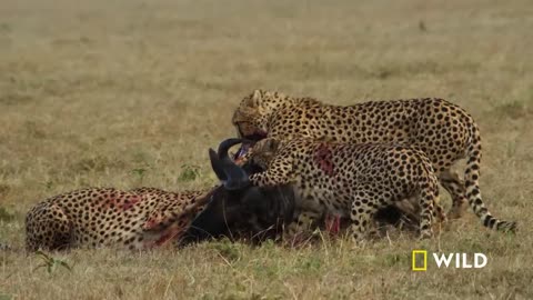 Cheetah Full hd video