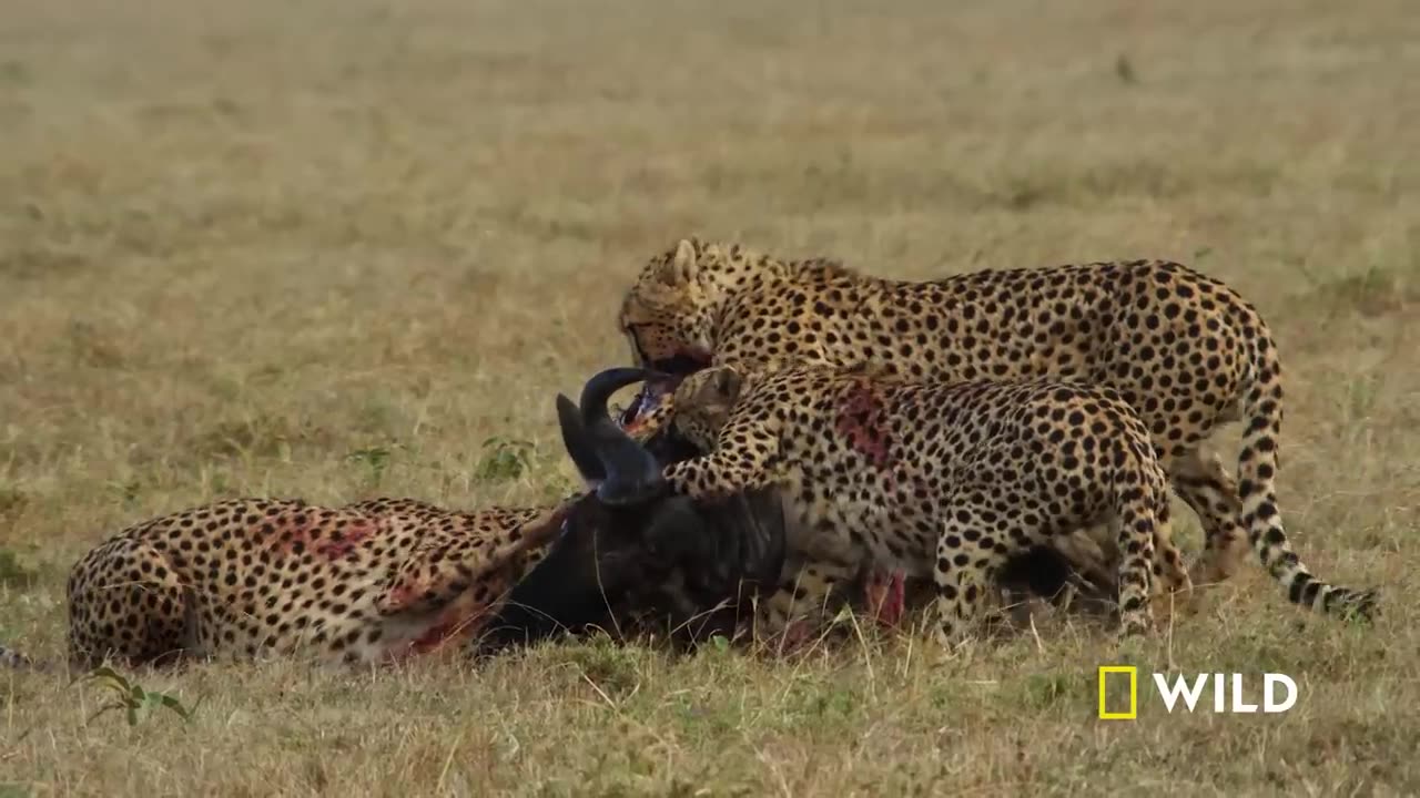 Cheetah Full hd video