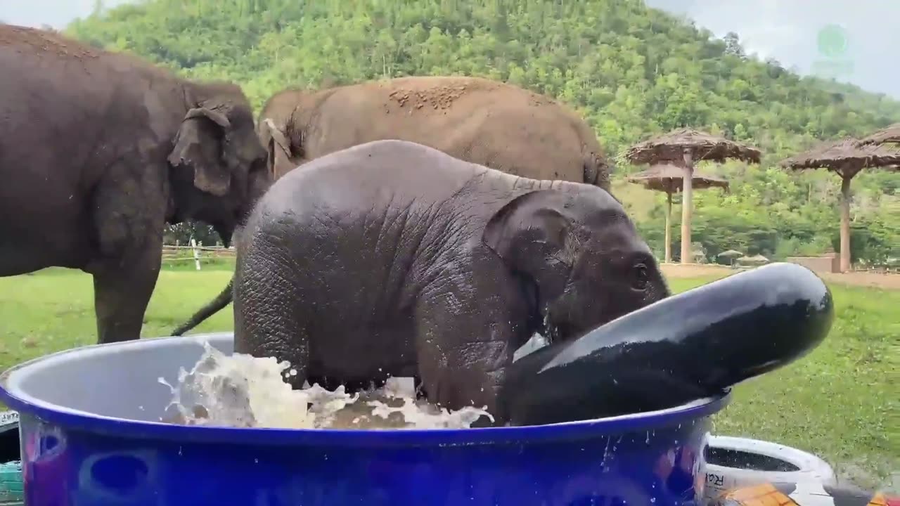 Baby Elephants At Play