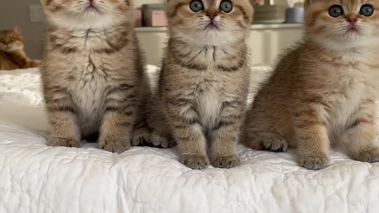 Wednesday kitty dance