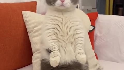 Aww! Funny cute cat videos complication