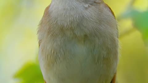 Bird's sounds