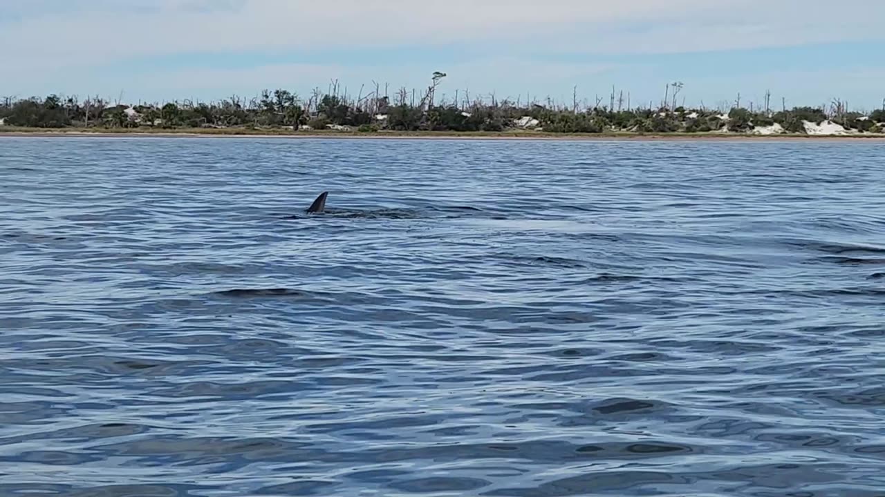 Kayaker Encounters Huge Manta Ray