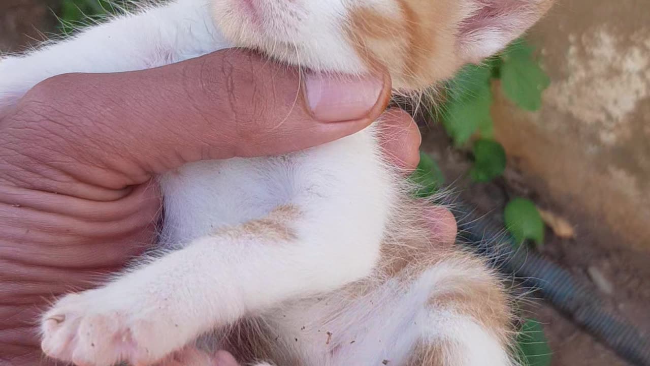 kittnes