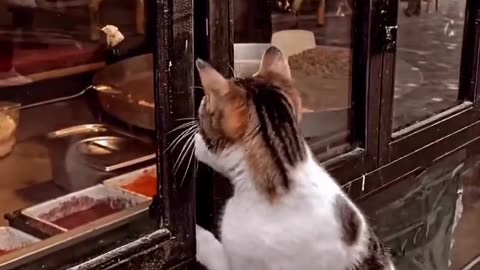 Cat food eat