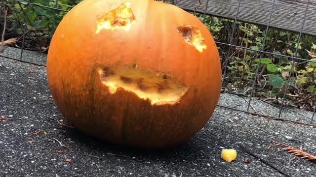 Chipmunk is Master Pumpkin Carver