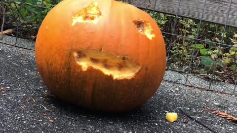 Chipmunk is Master Pumpkin Carver