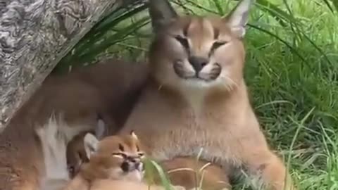 Wildlife cat 🙀 Best video like it