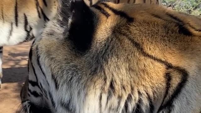 Did you see a little bug on the tiger's nose?