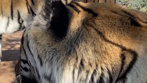 Did you see a little bug on the tiger's nose?