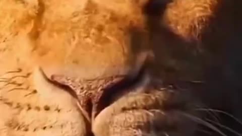 KING LION