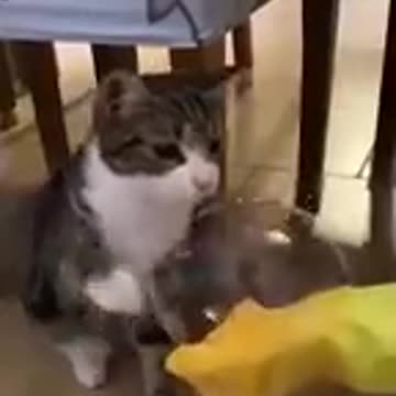 Funny animals video of the day