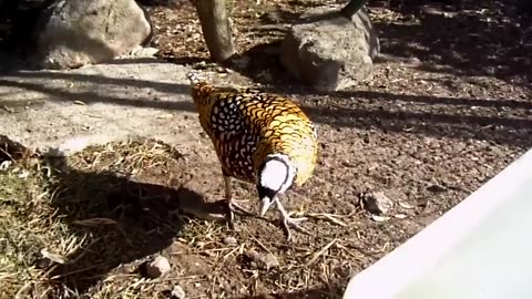 Beautiful Golden Pheasants and Wading Birds😍