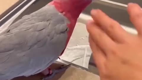 Parrot drinking time