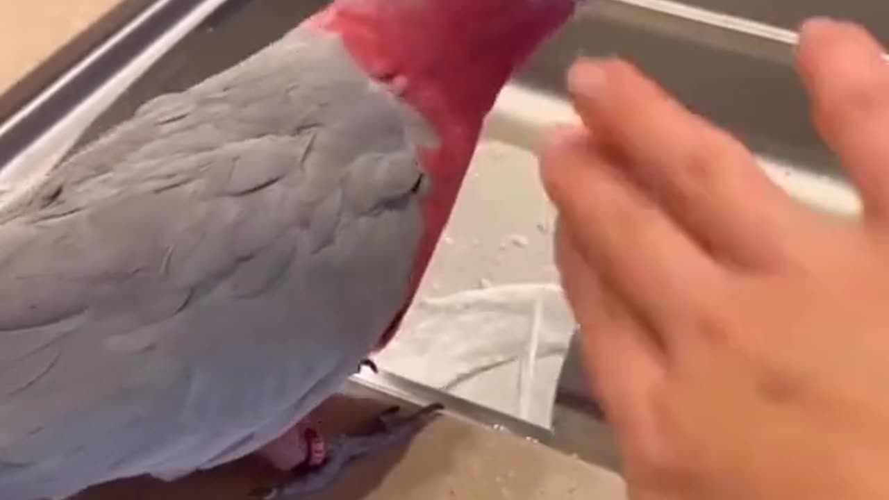 Parrot drinking time