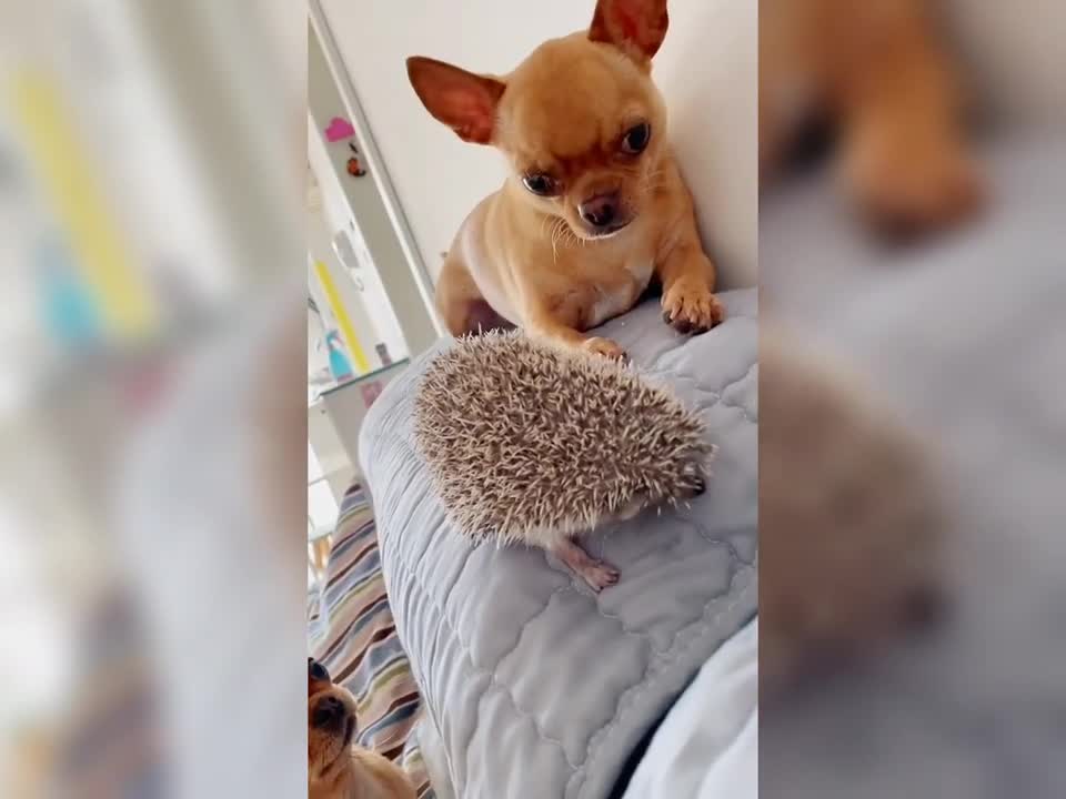 Cute and Funny Dog with Hedgehog Videos Compilation 2017 - Funny Animals