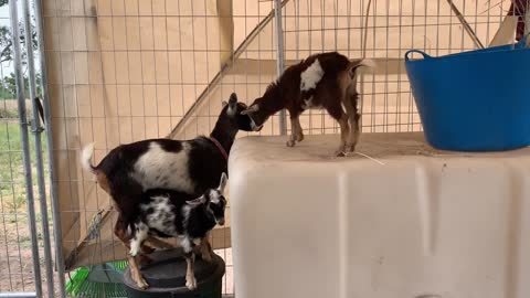 Cute Baby Goats playing