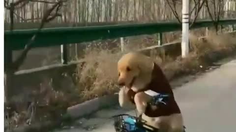 dog training tricks_ funny dogs video