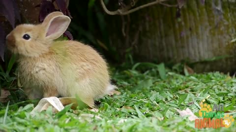 * RABBIT * | Animals For Kids | Noraiz