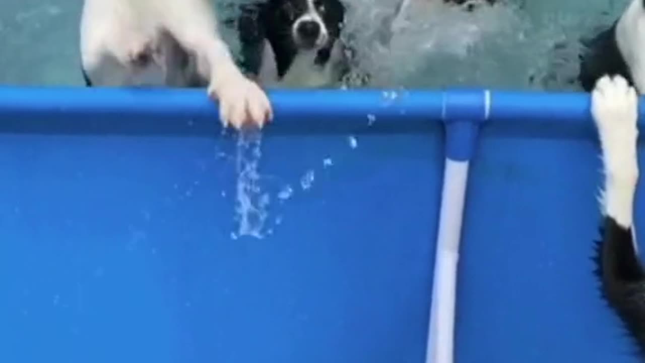 "Unleashing the Fun: A Pack of Border Herder Dogs Playing Together"