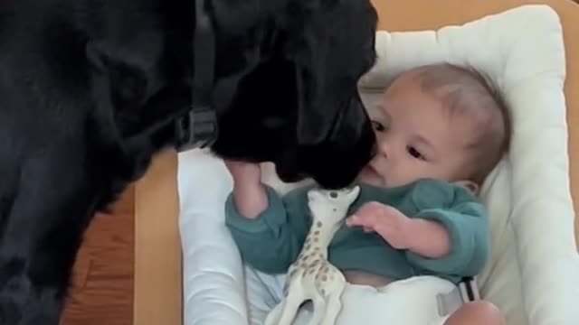 adorable baby making out with mother's puppy can't hold back laughter