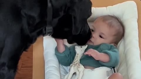 adorable baby making out with mother's puppy can't hold back laughter