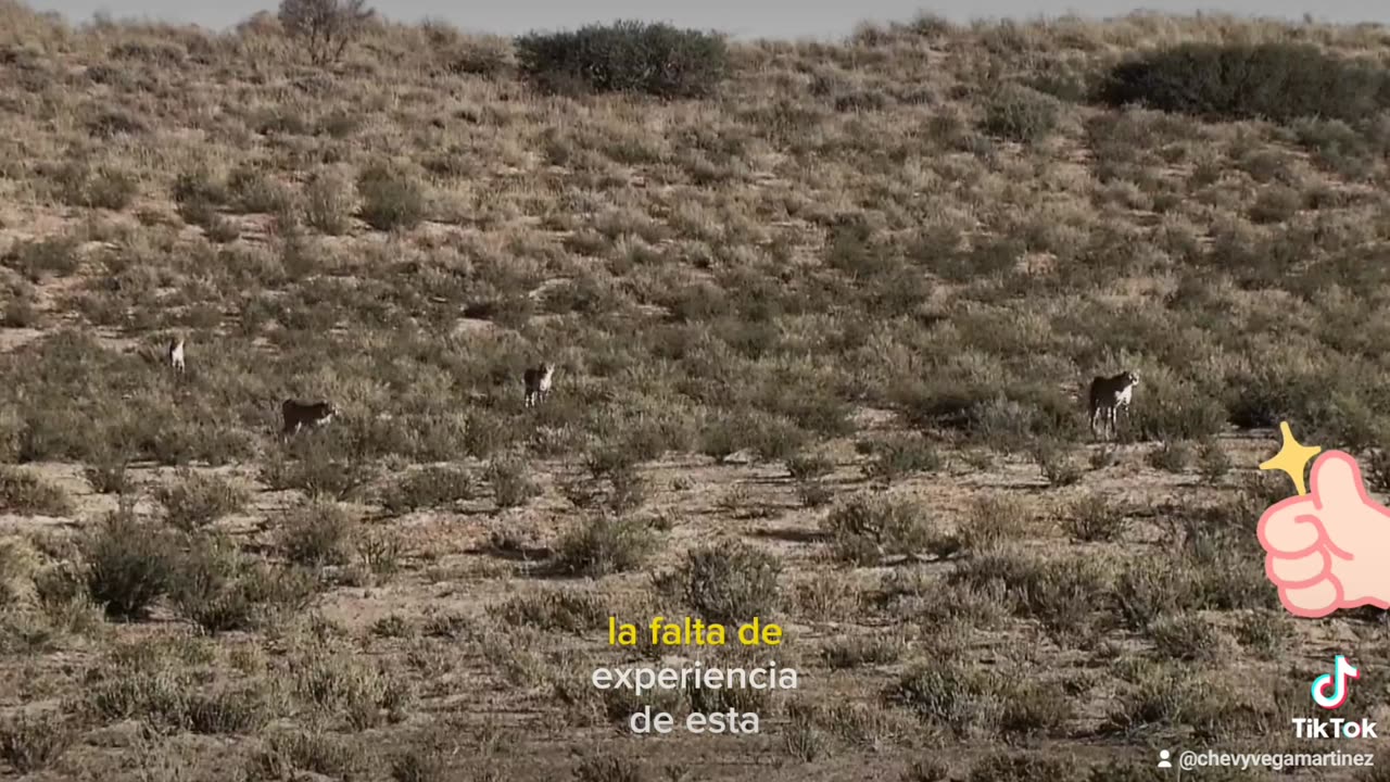 Un grupo de guepardos hermanos intenta cazar órices