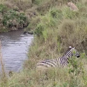 lion gives up and zebra escapes wow