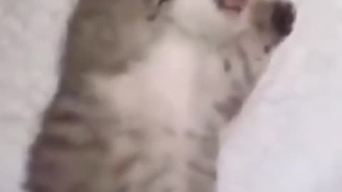 Cats: Funny Videos ( try not to laugh )😂