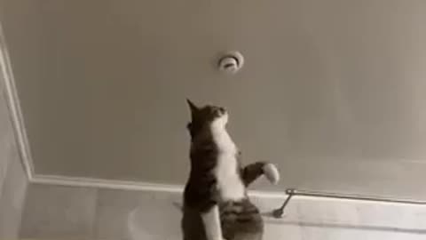 Cat fixing the light