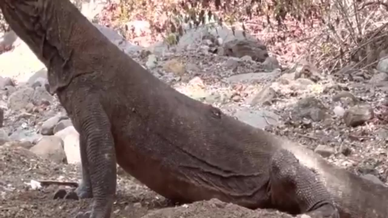 Komodo dragons تنانين كومودوس