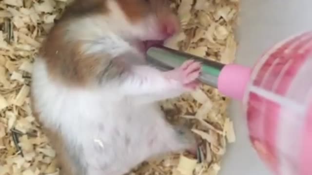 It's really healing for little animals to eat