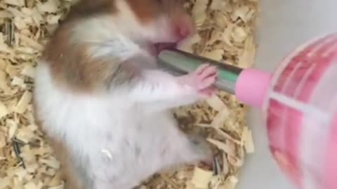 It's really healing for little animals to eat