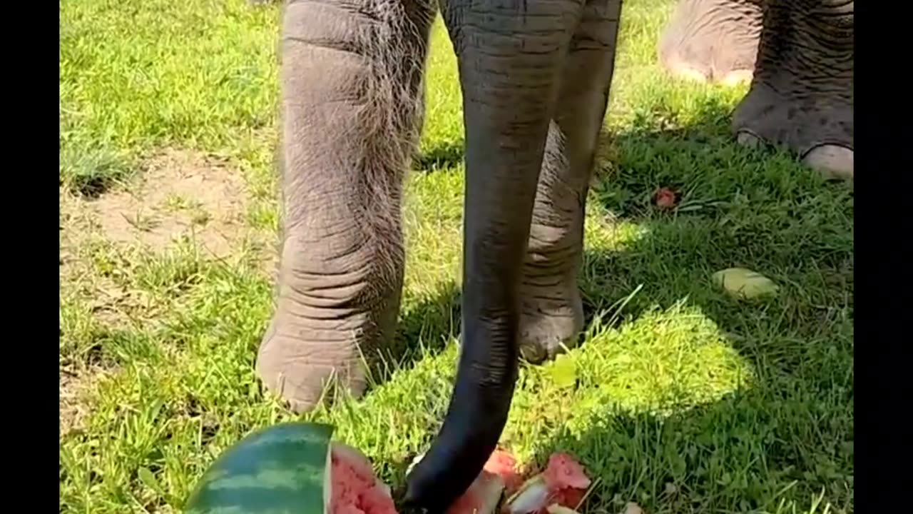 Baby Elephant Watermelon Smash!