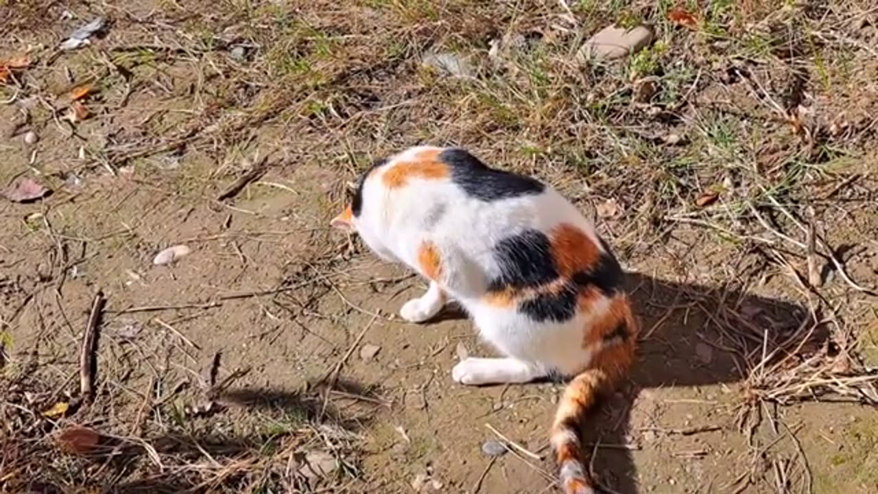 Cute cat and kitten are walking in the garden 🥰 Relaxing cat video #streetcats #kitten #meowing