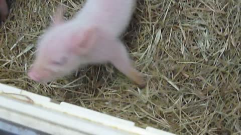 ♥♥♥♥♥♥♥Baby Piglets Feeding At Two Days Old♥♥♥♥♥♥♥♥