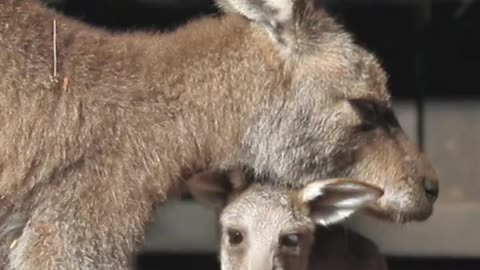 Hilarious moment captured with kangaroo and its mum - Cute Animal video