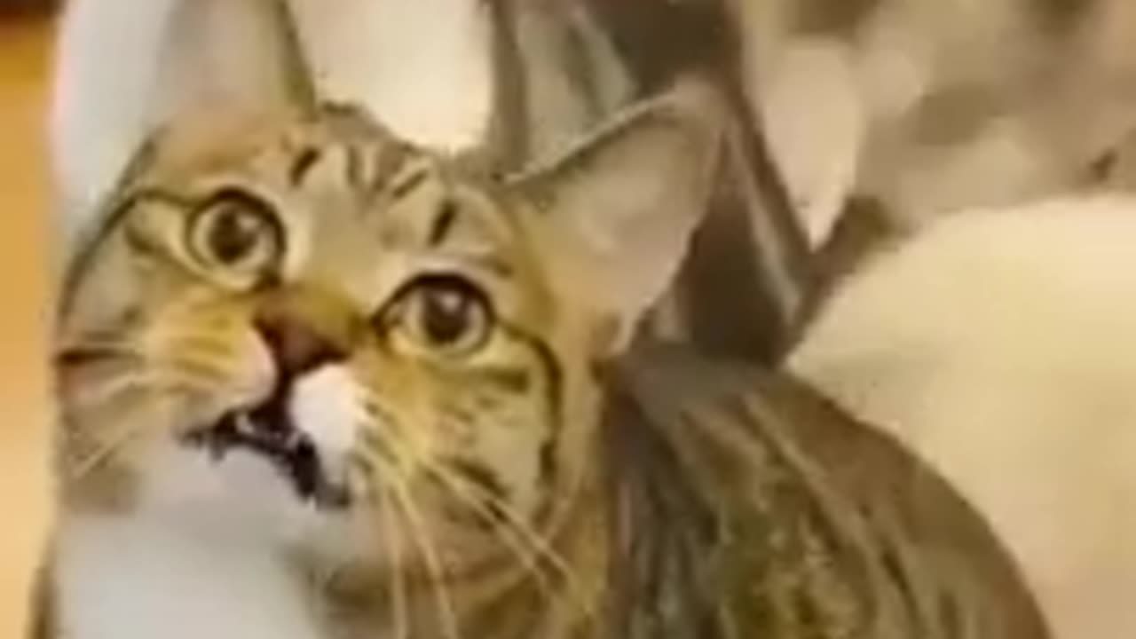 Cutest Silly Cats - Funny Cat Videos