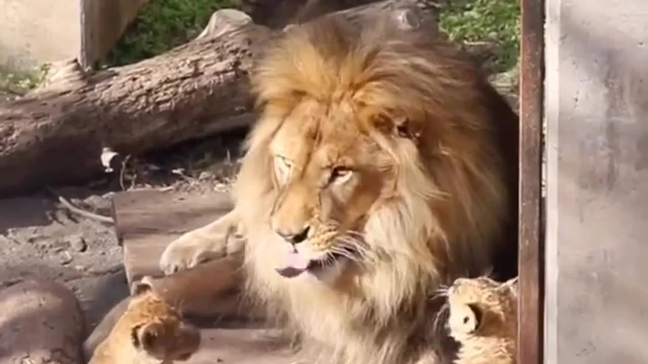 Lion play with little kids