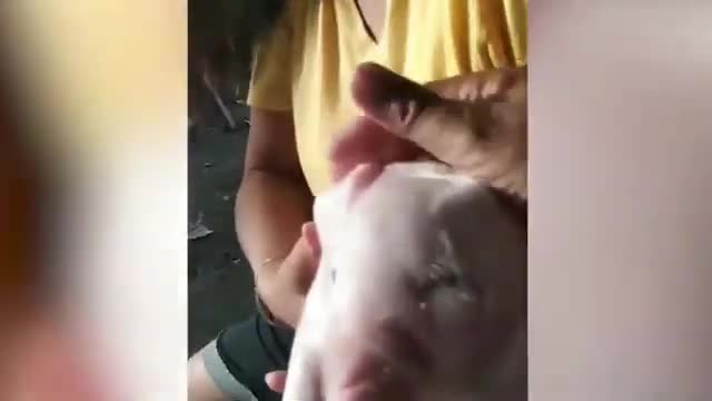 Pig born with 2 heads, 3 eyes in Philippines