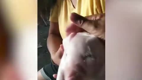 Pig born with 2 heads, 3 eyes in Philippines