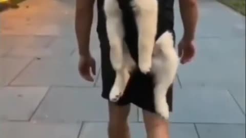 funny rumble viral Dog viral video