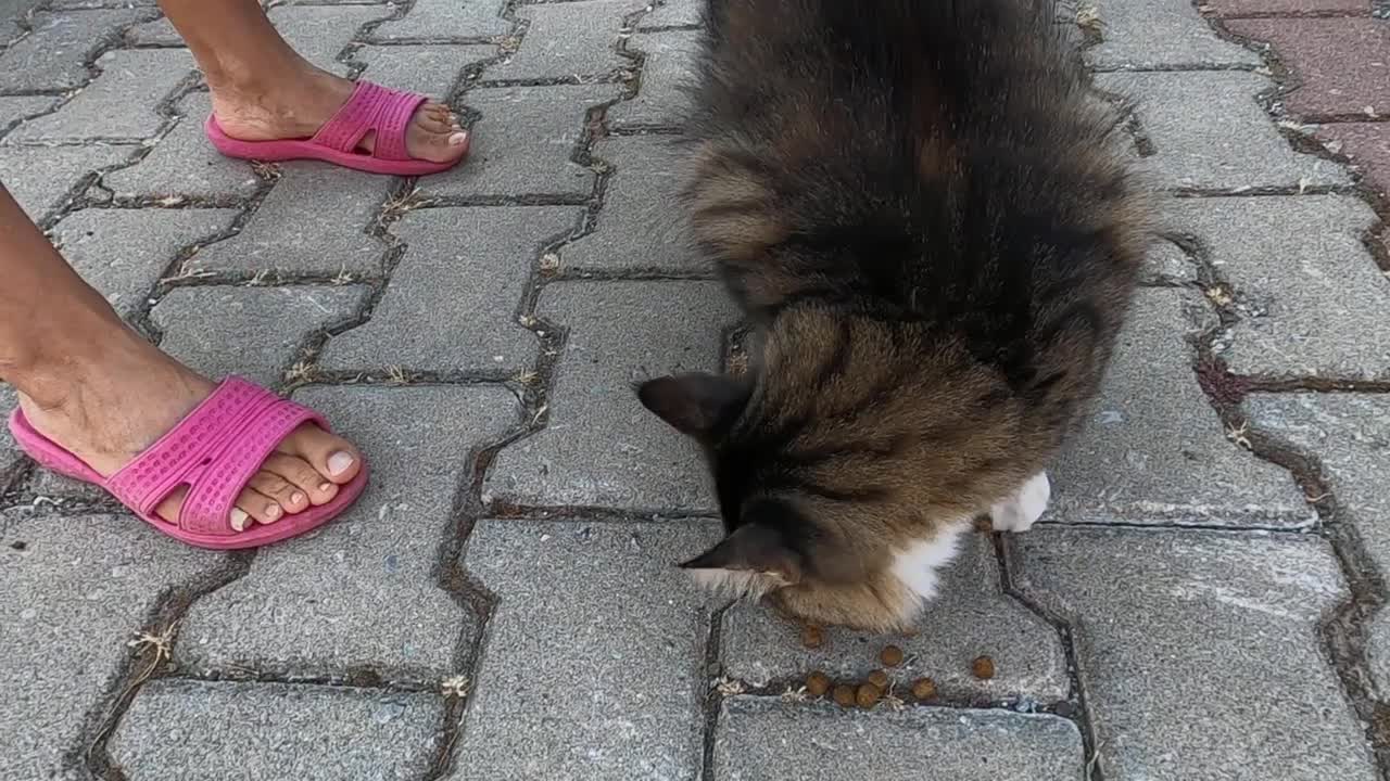 One eyed cat meowing and purring at the same time for love is unbelievably cute