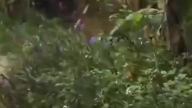 Funny Videos/People
