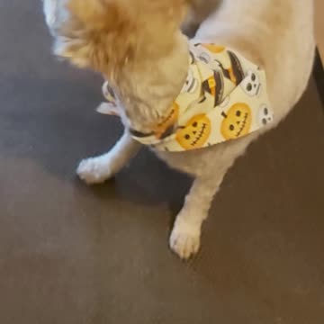 Finn Combs his Beard