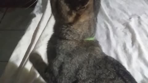 Gato fofinho