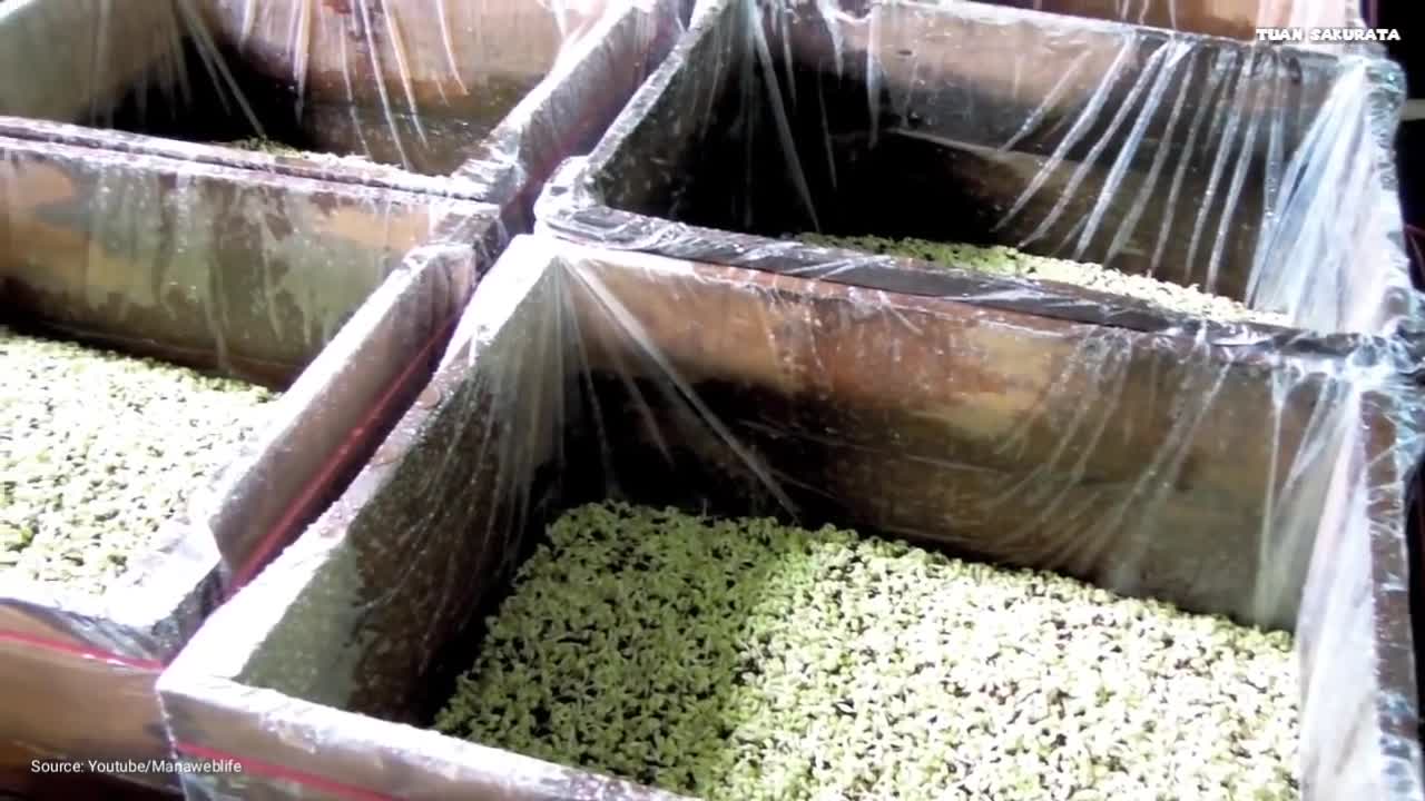 Japan Giant Bean Sprout Farming And Harvesting - Awesome Japan Modern Agriculture Technology