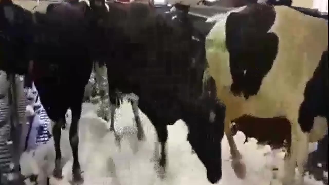 The cows have not seen the snow