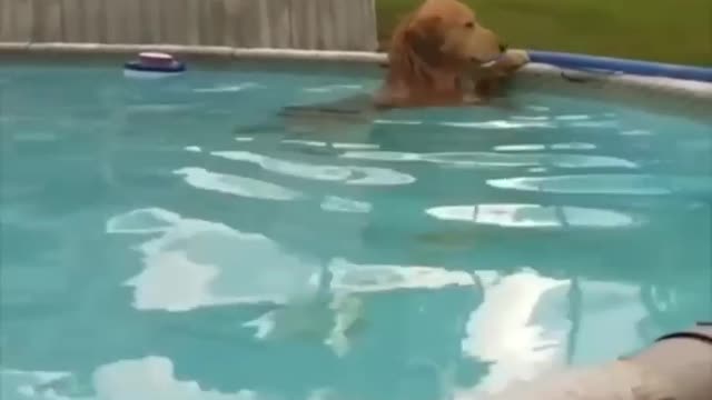 Cute Adorable dog refuses to come out