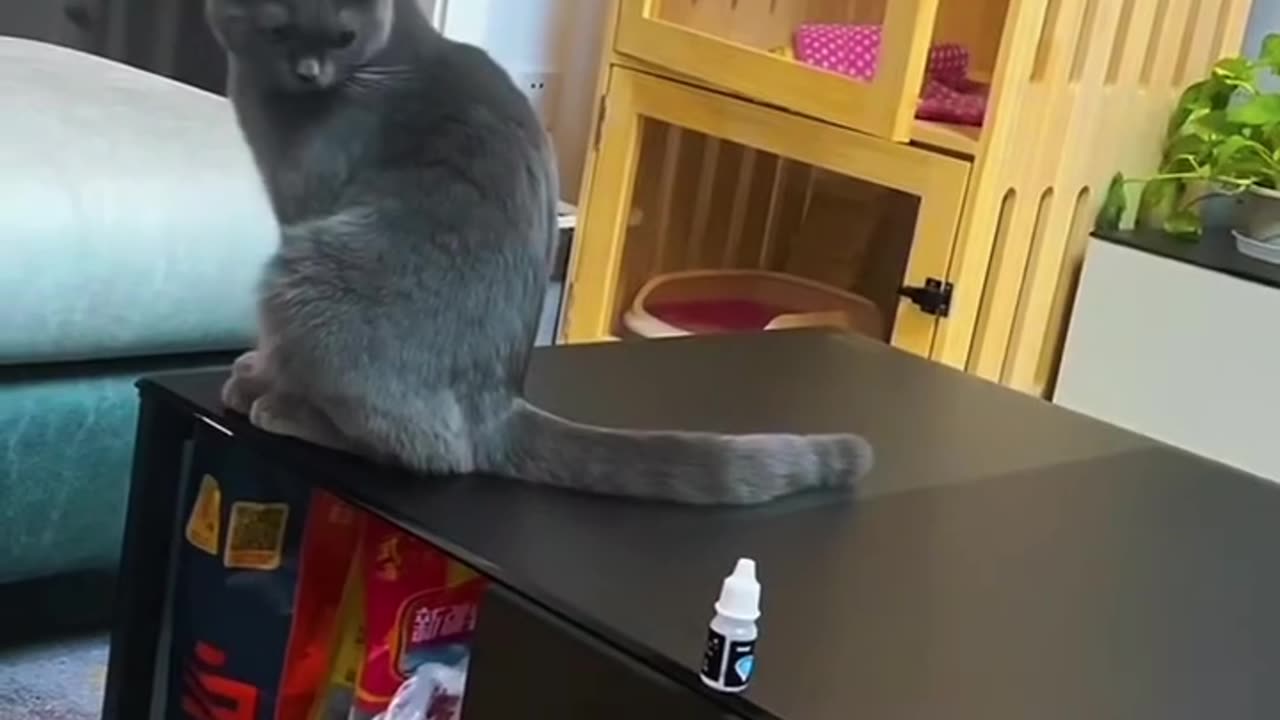 Funny cats video